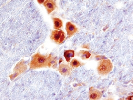 Immunohistochemistry RGM-B Antibody [Unconjugated]