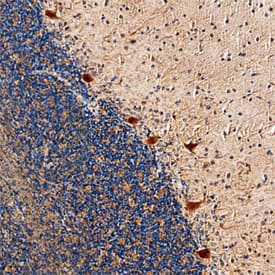 Immunohistochemistry RGS8 Antibody