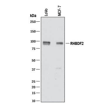 Western blot shows lysates of LoVo human colorectal adenocarcinoma cell line and MCF-7 human breast cancer cell line. PVDF membrane was probed with 2 µg/mL of Mouse Anti-Human iRHOM2/RHBDF2 Monoclonal Antibody (Catalog # MAB10048) followed by HRP-conjugated Anti-Mouse IgG Secondary Antibody (Catalog # HAF018). A specific band was detected for iRHOM2/RHBDF2 at approximately 90 kDa (as indicated). This experiment was conducted under reducing conditions and using Immunoblot Buffer Group 1.