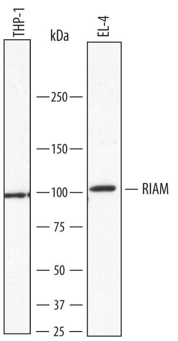 Western blot shows lysates of THP-1 human acute monocytic leukemia cell line and EL-4 mouse lymphoblast cell line. PVDF membrane was probed with 1 µg/mL of Sheep Anti-Human RIAM/APBB1IP Antigen Affinity-purified Polyclonal Antibody (Catalog # AF7279) followed by HRP-conjugated Anti-Sheep IgG Secondary Antibody (Catalog # HAF016). A specific band was detected for RIAM/APBB1IP at approximately 100-110 kDa (as indicated). This experiment was conducted under reducing conditions and using Immunoblot Buffer Group 8.