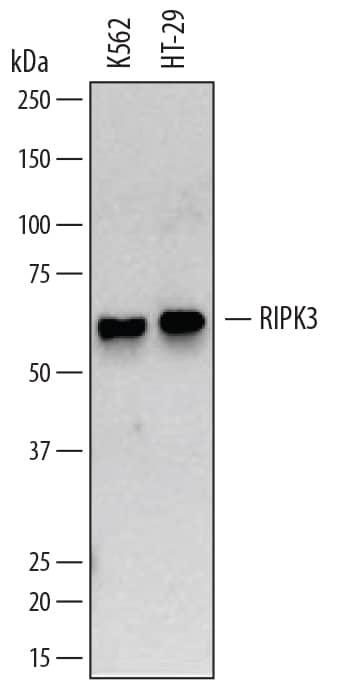 Western blot shows lysates of K562 human chronic myelogenous leukemia cell line and HT-29 human colon adenocarcinoma cell line. PVDF membrane was probed with 1 µg/mL of Mouse Anti-Human RIPK3/RIP3 Monoclonal Antibody (Catalog # MAB7604) followed by HRP-conjugated Anti-Mouse IgG Secondary Antibody (Catalog # HAF007). A specific band was detected for RIPK3/RIP3 at approximately 60 kDa (as indicated). This experiment was conducted under reducing conditions and using Immunoblot Buffer Group 1.