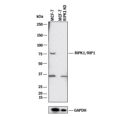 <b>Genetic Strategies Validation. </b>Western blot shows lysates of MCF-7 human breast cancer parental cell line and RIPK1/RIP1 knockout MCF-7 cell line (KO). PVDF membrane was probed with 0.5 µg/mL of Mouse Anti-Human/Mouse/Rat RIPK1/RIP1 Monoclonal Antibody (Catalog # MAB3585) followed by HRP-conjugated Anti-Mouse IgG Secondary Antibody (Catalog # HAF018). A specific band was detected for RIPK1/RIP1 at approximately 75 kDa (as indicated) in the parental MCF-7 cell line, but is not detectable in knockout MCF-7 cell line. GAPDH (Catalog # MAB5718) is shown as a loading control. This experiment was conducted under reducing conditions and using Immunoblot Buffer Group 1.