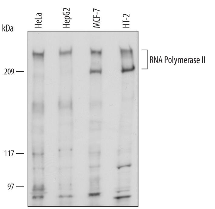 Western blot shows lysates of HeLa human cervical epithelial carcinoma cell line, HepG2 human hepatocellular carcinoma cell line, MCF-7 human breast cancer cell line, and HT-2 mouse T cell line. PVDF Membrane was probed with 1 µg/mL of Sheep Anti-Human/Mouse RNA Polymerase II/-POLR2A Antigen Affinity-purified Polyclonal Antibody (Catalog # AF6160) followed by HRP-conjugated Anti-Sheep IgG Secondary Antibody (Catalog # HAF016). Specific bands were detected for RNA Polymerase II/-POLR2A at approximately 250 kDa (as indicated). This experiment was conducted under reducing conditions and using Immunoblot Buffer Group 1.