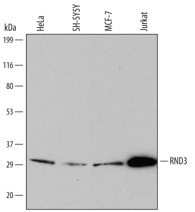 Western Blot RND3 Antibody (687202) - (RD1 Peptide)