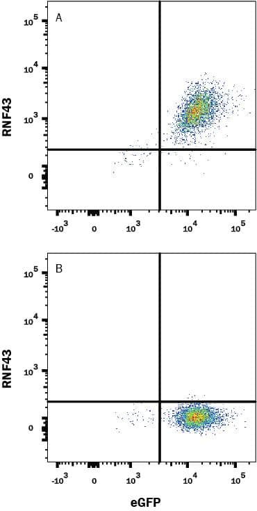 Flow Cytometry RNF43 Antibody (923227R) [Unconjugated]
