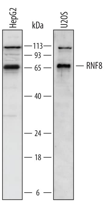 Western Blot RNF8 Antibody