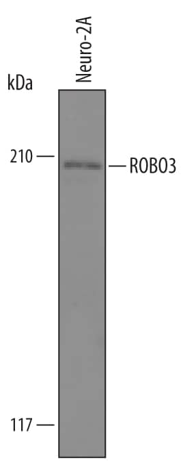 Western blot shows lysates of Neuro-2A mouse neuroblastoma cell line. PVDF Membrane was probed with 0.5 µg/mL of Mouse ROBO3 Antigen Affinity-purified Polyclonal Antibody (Catalog # Af3155) followed by HRP-conjugated Anti-Goat IgG Secondary Antibody (Catalog # HAF019). A specific band was detected for ROBO3 at approximately 205 kDa (as indicated). This experiment was conducted under reducing conditions and using Immunoblot Buffer Group 1.