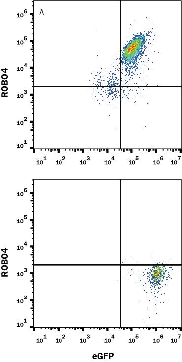 Jurkat human acute T cell leukemia cell line transfected with (A) mouse ROBO4 or (B) irrelevant transfectant and eGFP was stained with Rat Anti-Mouse ROBO4 Monoclonal Antibody (Catalog # MAB50041) followed by APC-conjugated Goat anti-Rat IgG secondary antibody Catalog # F0113. Quadrant markers were set based on Rat IgG2A Isotype Control (Catalog # MAB006, data not shown). View our protocol for Staining Membrane-associated Proteins.