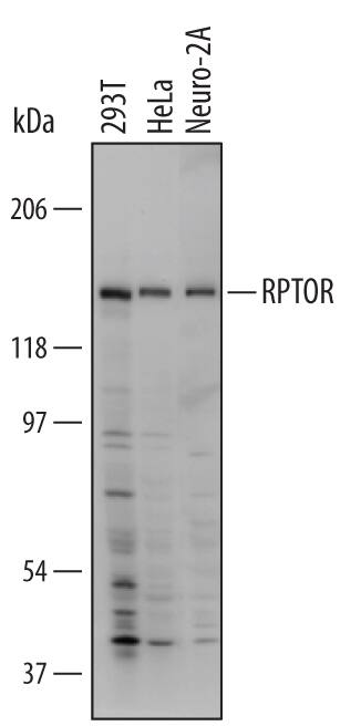 Western blot shows lysates of 293T human embryonic kidney cell line, HeLa human cervical epithelial carcinoma cell line, and Neuro-2A mouse neuroblastoma cell line. PVDF Membrane was probed with 1 µg/mL of Human/Mouse RPTOR Monoclonal Antibody (Catalog # MAB5957) followed by HRP-conjugated Anti-Mouse IgG Secondary Antibody (Catalog # HAF007). A specific band was detected for RPTOR at approximately 150 kDa (as indicated). This experiment was conducted under non-reducing conditions and using Immunoblot Buffer Group 1.