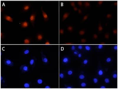 Immunocytochemistry RSK1 [p Ser380] Antibody (1024A) [Unconjugated]