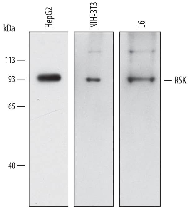 Western blot shows lysates of HepG2 human hepatocellular carcinoma cell line, NIH-3T3 mouse embryonic fibroblast cell line, and L6 rat myoblast cell line. PVDF membrane was probed with 1 µg/mL of Mouse Anti-Human/Mouse/Rat RSK Pan Specific Monoclonal Antibody (Catalog # MAB2056) followed by HRP-conjugated Anti-Mouse IgG Secondary Antibody (Catalog # HAF018). A specific band was detected for RSK at approximately 95 kDa (as indicated). This experiment was conducted under reducing conditions and using Immunoblot Buffer Group 1.