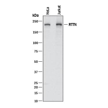 Western blot shows lysates of HeLa human cervical epithelial carcinoma cell line and Jurkat human acute T cell leukemia cell line. PVDF membrane was probed with 0.5 µg/mL of Rabbit Anti-Human RTTN Monoclonal Antibody (Catalog # MAB9966) followed by HRP-conjugated Anti-Rabbit IgG Secondary Antibody (Catalog # HAF008). A specific band was detected for RTTN at approximately 248 kDa (as indicated). This experiment was conducted under reducing conditions and using Immunoblot Buffer Group 1.