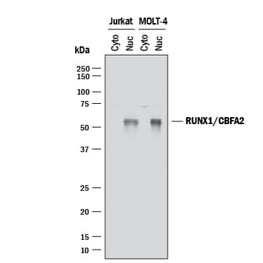 Western blot shows cytoplasmic and nuclear extracts from Jurkat human acute T cell leukemia cell line and MOLT-4 human acute lymphoblastic leukemia cell line. PVDF membrane was probed with 2 µg/mL of Goat Anti-Human RUNX1/CBFA2 Antigen Affinity-purified Polyclonal Antibody (Catalog # AF2399) followed by HRP-conjugated Anti-Goat IgG Secondary Antibody (Catalog # HAF017). A specific band was detected for RUNX1/CBFA2 at approximately 55 kDa (as indicated). This experiment was conducted under reducing conditions and using Immunoblot Buffer Group 1.