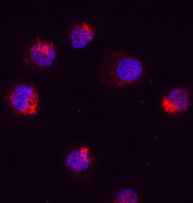 Immunocytochemistry RUNX1/CBFA2 Antibody (751926)