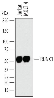 Western Blot RUNX1/CBFA2 Antibody (751926)
