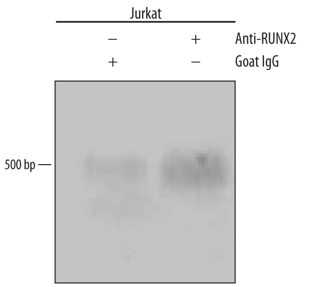 Jurkat human acute T cell leukemia cell line treated with 50 ng/mL PMA and 200 ng/mL calcium ionomycin overnight was fixed using formaldehyde, resuspended in lysis buffer, and sonicated to shear chromatin. RUNX2/CBFA1/DNA complexes were immunoprecipitated using 5 µg Goat Anti-Human RUNX2/CBFA1 Antigen Affinity-purified Polyclonal Antibody (Catalog # AF2006) or control antibody (Catalog # AB-108-C) for 15 minutes in an ultrasonic bath, followed by Biotinylated Anti-Goat IgG Secondary Antibody (Catalog # BAF109). Immunocomplexes were captured using 50 µL of MagCellect Streptavidin Ferrofluid (Catalog # MAG999) and DNA was purified using chelating resin solution. TheVEGFpromoter was detected by standard PCR.