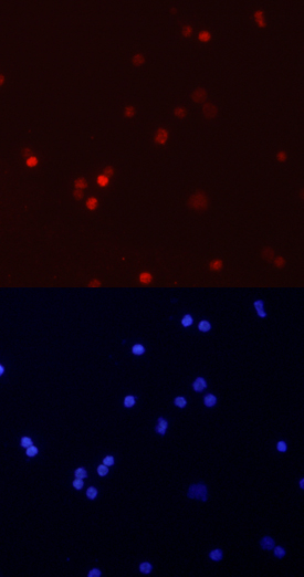 RUNX3/CBFA3 was detected in immersion fixed human peripheral blood mononuclear cells (PBMCs) using Mouse Anti-Human/Mouse RUNX3/CBFA3 Monoclonal Antibody (Catalog # MAB3765) at 10 µg/mL for 3 hours at room temperature. Cells were stained using the NorthernLights™ 557-conjugated Anti-Mouse IgG Secondary Antibody (red; Catalog # NL007) and counterstained with DAPI (blue). Specific staining was localized to nuclei. View our protocol for Fluorescent ICC Staining of Non-adherent Cells.