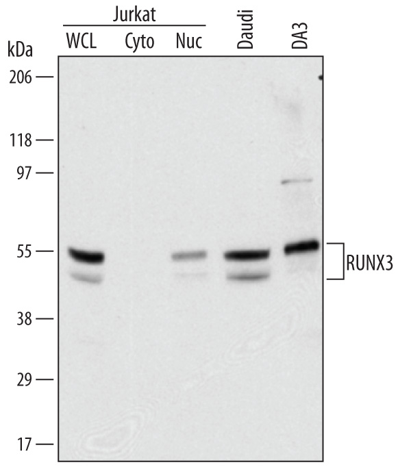 Western blot shows lysates of Jurkat human acute T cell leukemia cell line, Daudi human Burkitt's lymphoma cell line, and DA3 mouse myeloma cell line. Gels were loaded with 30 µg of whole cell lysate (WCL), 20 µg of cytoplasmic (Cyto), and 10 µg of nuclear extracts (Nuc). PVDF Membrane was probed with 1 µg/mL of Mouse Anti-Human/Mouse RUNX3/CBFA3 Monoclonal Antibody (Catalog # MAB3765) followed by HRP-conjugated Anti-Mouse IgG Secondary Antibody (Catalog # HAF007). Specific bands were detected for RUNX3/CBFA3 at approximately 48 and 52 kDa (as indicated). This experiment was conducted under reducing conditions and using Immunoblot Buffer Group 1.