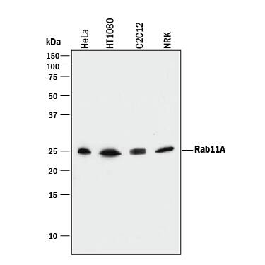 Western blot shows lysates of HeLa human cervical epithelial carcinoma cell line, HT1080 human fibrosarcoma cell line, C2C12 mouse myoblast cell line, and NRK rat normal kidney cell line. PVDF membrane was probed with 1 µg/mL of Mouse Anti-Human/Mouse/Rat Rab11A Monoclonal Antibody (Catalog # MAB8978) followed by HRP-conjugated Anti-Mouse IgG Secondary Antibody (Catalog # HAF018). A specific band was detected for Rab11A at approximately 25 kDa (as indicated). This experiment was conducted under reducing conditions and using Immunoblot Buffer Group 1.