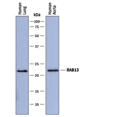 Western blot shows lysates of human lung tissue and human aorta tissue. PVDF membrane was probed with 2 µg/mL of Mouse Anti-Human Rab13 Monoclonal Antibody (Catalog # MAB8305) followed by HRP-conjugated Anti-Mouse IgG Secondary Antibody (HAF018). A specific band was detected for Rab13 at approximately 23 kDa (as indicated). This experiment was conducted under reducing conditions and using Immunoblot Buffer Group 1.