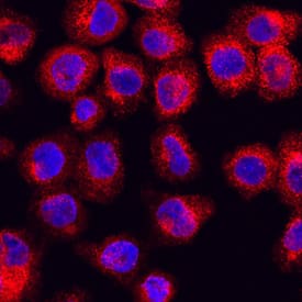 RAB27A was detected in immersion fixed U937 human histiocytic lymphoma cell line using Sheep Anti-Human/Mouse/Rat RAB27A Antigen Affinity-purified Polyclonal Antibody (Catalog # AF7245) at 10 µg/mL for 3 hours at room temperature. Cells were stained using the NorthernLights™ 557-conjugated Anti-Sheep IgG Secondary Antibody (red; Catalog # NL010) and counterstained with DAPI (blue). Specific staining was localized to cytoplasm. View our protocol for Fluorescent ICC Staining of Non-adherent Cells.