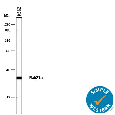 Simple Western lane view shows lysates of K562 human chronic myelogenous leukemia cell line, loaded at 0.2 mg/mL. A specific band was detected for Rab27a at approximately 32 kDa (as indicated) using 5 µg/mL of Sheep Anti-Human/Mouse/Rat Rab27a Antigen Affinity-purified Polyclonal Antibody (Catalog # AF7245) followed by 1:50 dilution of HRP-conjugated Anti-Sheep IgG Secondary Antibody (Catalog # HAF016). This experiment was conducted under reducing conditions and using the 12-230 kDa separation system.