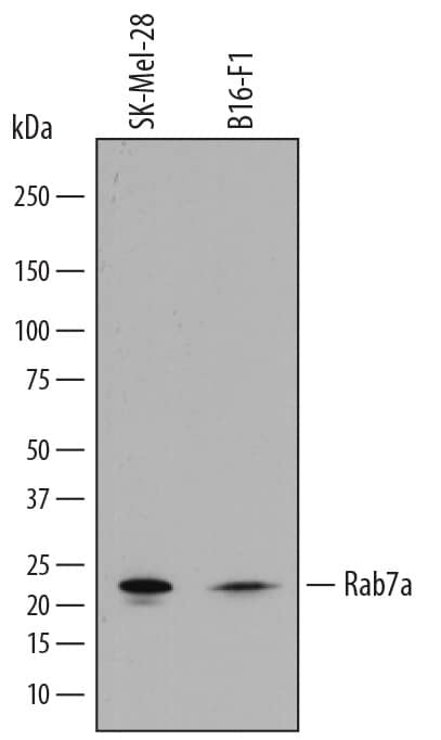 Western blot shows lysates of SK-Mel-28 human malignant melanoma cell line and B16-F1 mouse melanoma cell line. PVDF membrane was probed with 1 µg/mL of Sheep Anti-Human/Mouse Rab7a Antigen Affinity-purified Polyclonal Antibody (Catalog # AF7789) followed by HRP-conjugated Anti-Sheep IgG Secondary Antibody (Catalog # HAF016). A specific band was detected for Rab7a at approximately 23 kDa (as indicated). This experiment was conducted under reducing conditions and using Immunoblot Buffer Group 1.