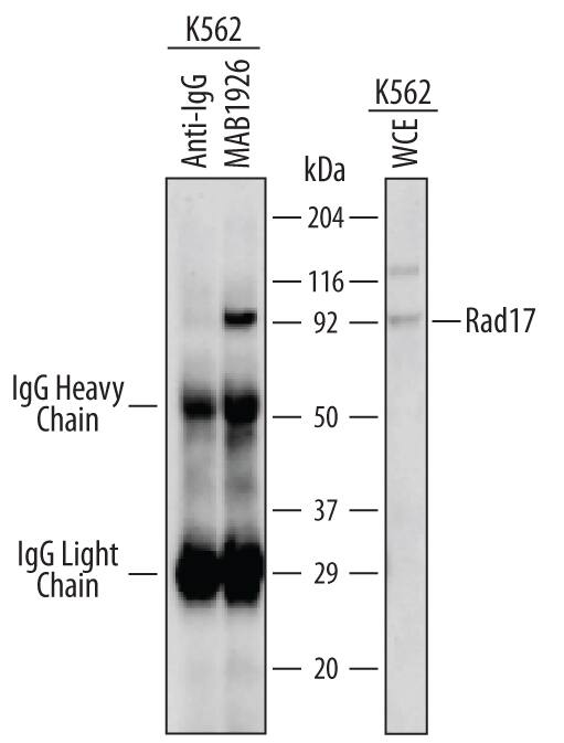 Rad17 was immunoprecipitated from 500 µg of K562 human chronic myelogenous leukemia cell line lysate following incubation with 2-3 µg Mouse Anti-Human Rad17 Monoclonal Antibody (Catalog # MAB1926) for 1 hour on ice. Rad17-antibody complexes were absorbed using goat anti-mouse IgG-agarose (Sigma). Immunoprecipitated Rad17 (left panel) was detected by Western blot using 1 µg/mL Human/Rat Rad17 Antigen Affinity-purified Polyclonal Antibody (Catalog # AF1926). For additional reference, Western blot (right panel) shows lysates of K562 cell line probed with 1 µg/mL Human/Rat Rad17 Antigen Affinity-purified Polyclonal Antibody (Catalog # AF1926). View our recommended buffer recipes for immunoprecipitation.