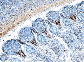 Rae-1 was detected in immersion fixed frozen sections of mouse embryo (13 d.p.c.) using Goat Anti-Mouse Rae-1 Pan Specific Antigen Affinity-purified Polyclonal Antibody (Catalog # AF1136) at 5 µg/mL overnight at 4 °C. Tissue was stained using the Anti-Goat HRP-DAB Cell & Tissue Staining Kit (brown; Catalog # CTS008) and counterstained with hematoxylin (blue). Specific staining was localized to axons of primary sensory neurons. View our protocol for Chromogenic IHC Staining of Frozen Tissue Sections.