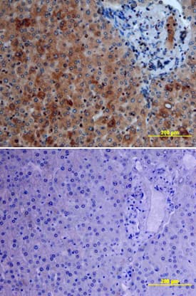 Immunohistochemistry Raf-1 Antibody (563002) [Unconjugated]