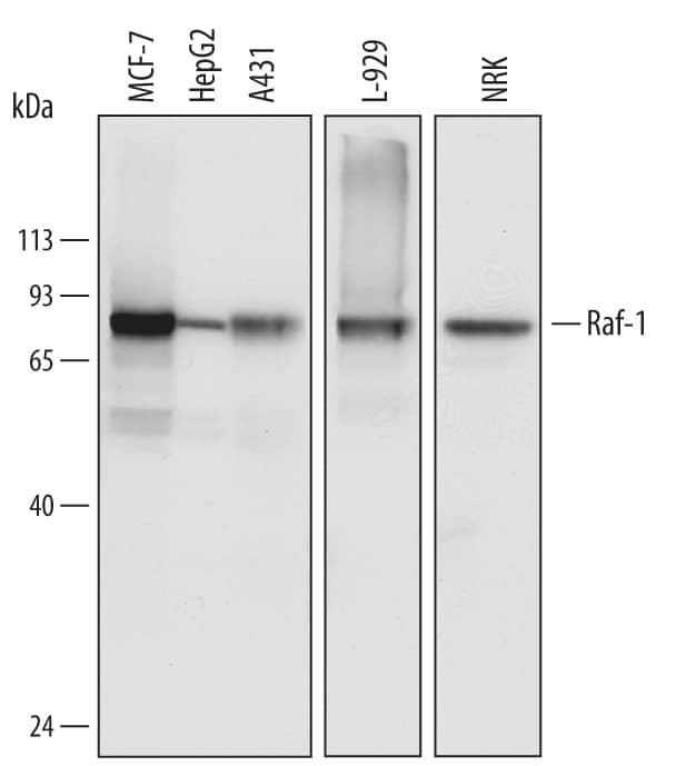 Western Blot Raf-1 Antibody (563002) [Unconjugated]