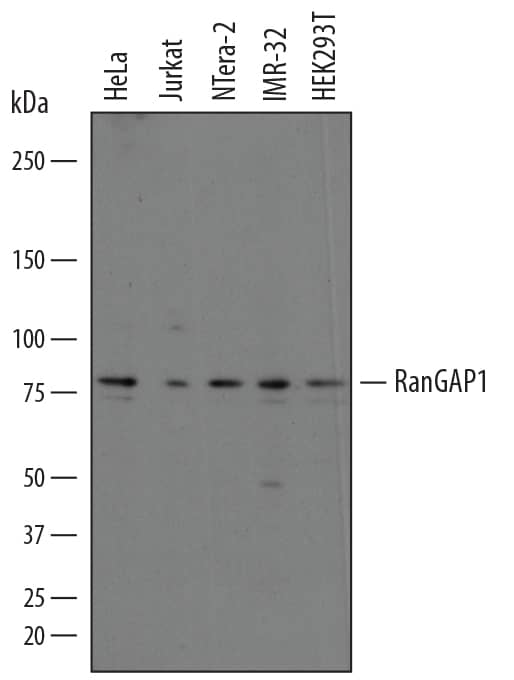 Western blot shows lysates of HeLa human cervical epithelial carcinoma cell line, Jurkat human acute T cell leukemia cell line, NTera-2 human testicular embryonic carcinoma cell line, IMR-32 human neuroblastoma cell line, and HEK293T human embryonic kidney cell line. PVDF membrane was probed with 0.5 µg/mL of Sheep Anti-Human RanGAP1 Antigen Affinity-purified Polyclonal Antibody (Catalog # AF7834) followed by HRP-conjugated Anti-Sheep IgG Secondary Antibody (Catalog # HAF016). A specific band was detected for RanGAP1 at approximately 80 kDa (as indicated). This experiment was conducted under reducing conditions and using Immunoblot Buffer Group 1.