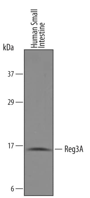 Western blot shows lysates of human small intestine tissue. PVDF membrane was probed with 1 µg/mL of Human Reg3A Antigen Affinity-purified Polyclonal Antibody (Catalog # AF5940) followed by HRP-conjugated Anti-Sheep IgG Secondary Antibody (Catalog # HAF016). A specific band was detected for Reg3A at approximately 17 kDa (as indicated). This experiment was conducted under reducing conditions and using Immunoblot Buffer Group 8.