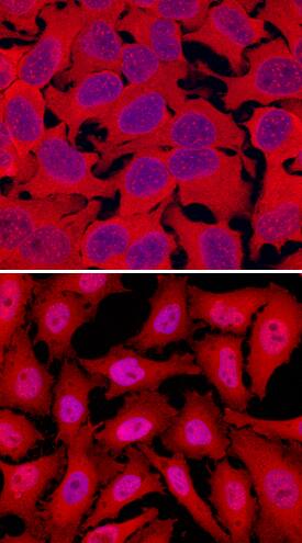 <b>Biological Strategies Validation. </b>RelA/NF kappa B p65 was detected in immersion fixed HeLa human cervical epithelial carcinoma cells untreated (upper panel) or treated (lower panel) with 20 ng/mL Recombinant Human TNF-alpha (Catalog # 210-TA) for 10 minutes using Sheep Anti-Human/Mouse/Rat RelA/NF kappa B p65 Antigen Affinity-purified Polyclonal Antibody (Catalog # AF5078) at 10 µg/mL for 3 hours at room temperature. Cells were stained using the NorthernLights™ 557-conjugated Anti-Sheep IgG Secondary Antibody (red; Catalog # NL010) and counterstained with DAPI (blue). Specific staining was localized to cytoplasm in untreated cells and nuclei in treated cells. View our protocol for Fluorescent ICC Staining of Cells on Coverslips.