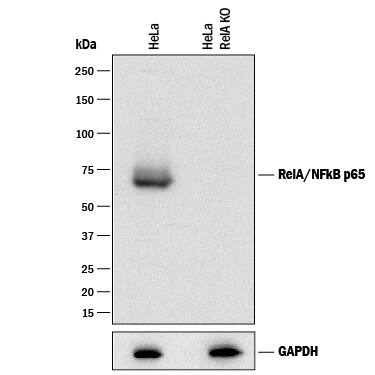 <b>Genetic Strategies Validation. </b>Western blot shows lysates of HeLa human cervical epithelial carcinoma parental cell line and RelA/NF kappa B p65 knockout HeLa cell line (KO). PVDF membrane was probed with 1 µg/mL of Sheep Anti-Human/Mouse/Rat RelA/NF kappa B p65 Antigen Affinity-purified Polyclonal Antibody (Catalog # AF5078) followed by HRP-conjugated Anti-Sheep IgG Secondary Antibody (Catalog # HAF016). A specific band was detected for RelA/NF kappa B p65 at approximately 65 kDa (as indicated) in the parental HeLa cell line, but is not detectable in knockout HeLa cell line. GAPDH (Catalog # AF5718) is shown as a loading control. This experiment was conducted under reducing conditions and using Immunoblot Buffer Group 1.