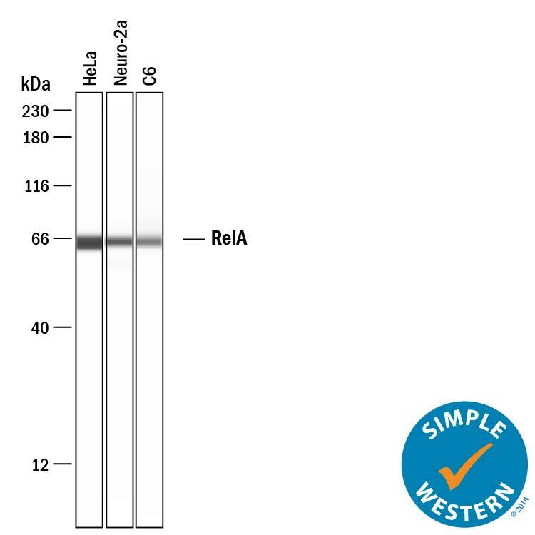 Simple Western lane view shows lysates of HeLa human cervical epithelial carcinoma cell line, Neuro-2A mouse neuroblastoma cell line, and C6 rat glioma cell line, loaded at 0.5 mg/mL. A specific band was detected for RelA/NF kappa B p65 at approximately 65 kDa (as indicated) using 20 µg/mL of Sheep Anti-Human/Mouse/Rat RelA/NF kappa B p65 Antigen Affinity-purified Polyclonal Antibody (Catalog # AF5078) followed by 1:50 dilution of HRP-conjugated Anti-Sheep IgG Secondary Antibody (Catalog # HAF016). This experiment was conducted under reducing conditions and using the 12-230 kDa separation system.