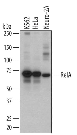 Western blot shows lysates of K562 human chronic myelogenous leukemia cell line, HeLa human cervical epithelial carcinoma cell line, and Neuro-2A mouse neuroblastoma cell line. PVDF membrane was probed with 1 µg/mL of Sheep Anti-Human/Mouse/Rat RelA/NF kappa B p65 Antigen Affinity-purified Polyclonal Antibody (Catalog # AF5078) followed by HRP-conjugated Anti-Sheep IgG Secondary Antibody (Catalog # HAF016). A specific band was detected for RelA/NF kappa B p65 at approximately 70 kDa (as indicated). This experiment was conducted under reducing conditions and using Immunoblot Buffer Group 1.