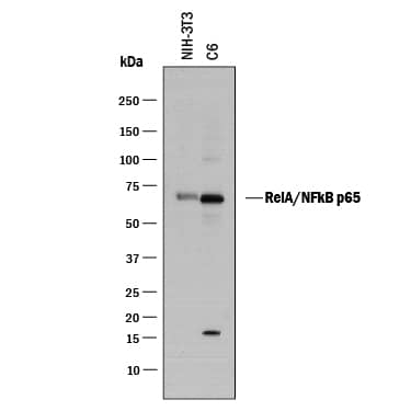 Western blot shows lysates of NIH-3T3 mouse embryonic fibroblast cell line and C6 rat glioma cell line. PVDF membrane was probed with 1 µg/mL of Sheep Anti-Human/Mouse RelA/NF kappa B p65 Antigen Affinity-purified Polyclonal Antibody (Catalog # AF5078) followed by HRP-conjugated Anti-Sheep IgG Secondary Antibody (Catalog # HAF016). A specific band was detected for RelA/NF kappa B p65 at approximately 65 kDa (as indicated). This experiment was conducted under reducing conditions and using Immunoblot Buffer Group 1.