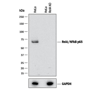 <b>Genetic Strategies Validation. </b>Western blot shows lysates of HeLa human cervical epithelial carcinoma parental cell line and RelA/NF kappa B p65 knockout HeLa cell line (KO). PVDF membrane was probed with 2 µg/mL of Mouse Anti-Human/Mouse/Rat RelA/NF kappa B p65 Monoclonal Antibody (Catalog # MAB5078) followed by HRP-conjugated Anti-Mouse IgG Secondary Antibody (Catalog # HAF007). A specific band was detected for RelA/NF kappa B p65 at approximately 65 kDa (as indicated) in the parental HeLa cell line, but is not detectable in knockout HeLa cell line. GAPDH (Catalog # AF5718) is shown as a loading control. This experiment was conducted under reducing conditions and using Immunoblot Buffer Group 1.