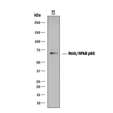 Western blot shows lysates of C6 rat glioma cell line. PVDF membrane was probed with 2 µg/mL of Mouse Anti-Human/Mouse/Rat RelA/NF kappa B p65 Monoclonal Antibody (Catalog # MAB5078) followed by HRP-conjugated Anti-Mouse IgG Secondary Antibody (Catalog # HAF018). A specific band was detected for RelA/NF kappa B p65 at approximately 65 kDa (as indicated). This experiment was conducted under reducing conditions and using Immunoblot Buffer Group 1.