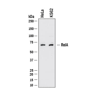 Western Blot shows lysates of HeLa human cervical epithelial carcinoma cell line and K562 human chronic myelogenous leukemia cell line. PVDF membrane was probed with 2 µg/ml of Mouse Anti-Human/Mouse/Rat RelA/NF kappa B p65 Monoclonal Antibody (Catalog # MAB5078) followed by HRP-conjugated Anti-Mouse IgG Secondary Antibody (Catalog # HAF018). A specific band was detected for RelA/NF kappa B p65 at approximately 65 kDa (as indicated).  This experiment was conducted under reducing conditions and using Western Blot Buffer Group 1.