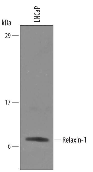Western blot shows lysates of LNCaP human prostate cancer cell line. PVDF Membrane was probed with 1 µg/mL of Goat Anti-Human Pro-Relaxin-1 Antigen Affinity-purified Polyclonal Antibody (Catalog # AF3257) followed by HRP-conjugated Anti-Goat IgG Secondary Antibody (Catalog # HAF109). A specific band was detected for Relaxin-1 at approximately 7 kDa (as indicated). This experiment was conducted under reducing conditions and using Immunoblot Buffer Group 8.