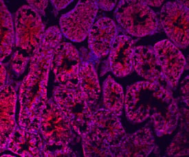 Immunohistochemistry Relaxin-1 Antibody