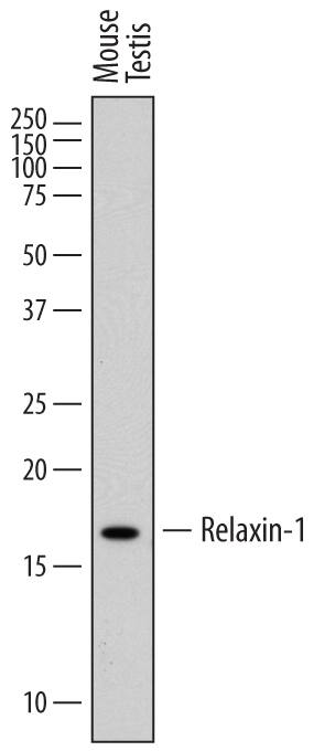Western Blot Relaxin-1 Antibody