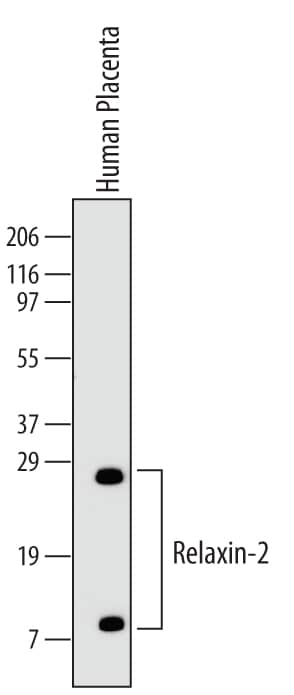Western Blot Relaxin-2 Antibody (349102)