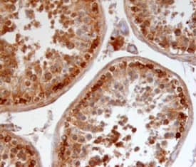 Immunohistochemistry Relaxin-3 Antibody - Pro form