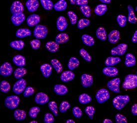 Immunocytochemistry Rex-1/ZFP42 Antibody (373722)