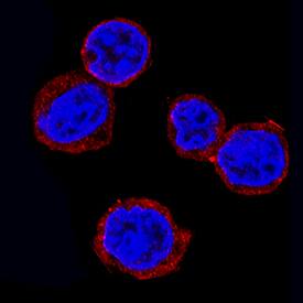 Rheb was detected in immersion fixed Ramos human Burkitt's lymphoma cell line using Mouse Anti-Human/Mouse/Rat Rheb Monoclonal Antibody (Catalog # MAB3426) at 3 µg/mL for 3 hours at room temperature. Cells were stained using the NorthernLights™ 557-conjugated Anti-Mouse IgG Secondary Antibody (red; NL007) and counterstained with DAPI (blue). Specific staining was localized to cytoplasm. View our protocol for Fluorescent ICC Staining of Non-adherent Cells.