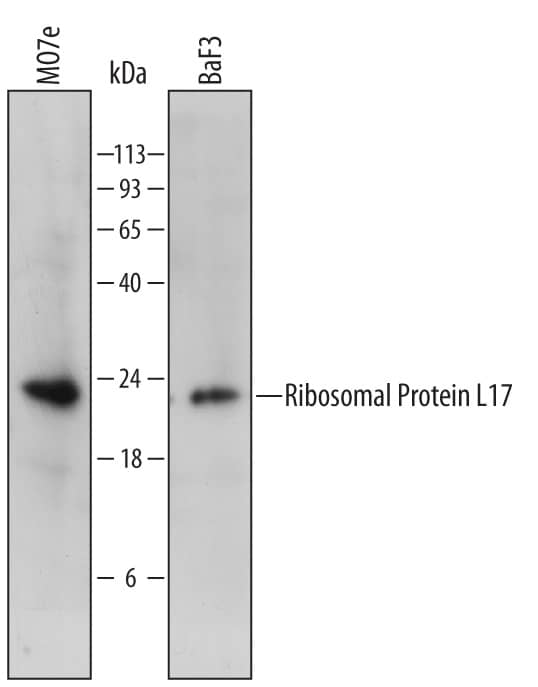 Western Blot Ribosomal Protein L17 Antibody (702142)