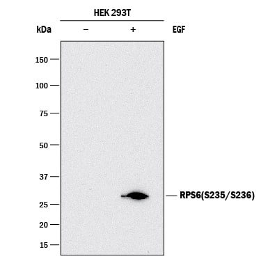 Western blot shows lysates of HEK293T human embryonic kidney cell line untreated (-) or treated (+) with 100 ng/mL Recombinant Human EGF (Catalog # 236-EG) for 30 minutes. PVDF membrane was probed with 1 µg/mL of Rat Anti-Human Phospho-Ribosomal Protein S6/RPS6 (S235/S236) Monoclonal Antibody (Catalog # MAB54361) followed by HRP-conjugated Anti-Rat IgG Secondary Antibody (Catalog # HAF005). A specific band was detected for Phospho-Ribosomal Protein S6/RPS6 at approximately 32 kDa (as indicated). This experiment was conducted under reducing conditions and using Immunoblot Buffer Group 1.
